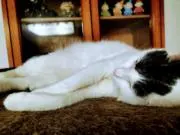 わかめごはんの画像