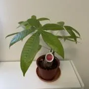 ナツメヤシの画像