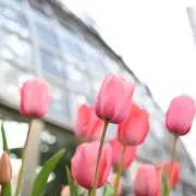 はなの画像