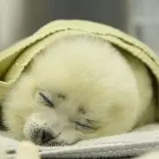 のぞみの画像