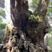 たろの画像
