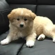 クゥーママ