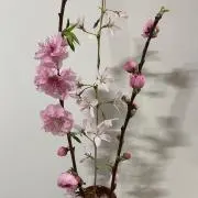 さおちゃんの画像