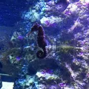 タビーキャット