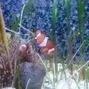 OyamAの画像