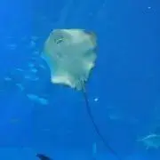 ぽむの画像