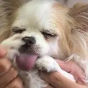 きなこちゃん