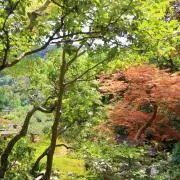Luluの画像