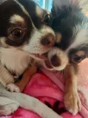 むぎちょこもかの画像