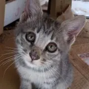 かなこの画像