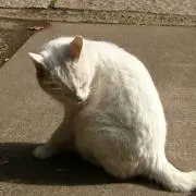 なちゅ