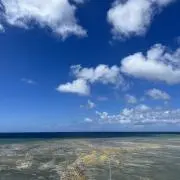 figaroの画像