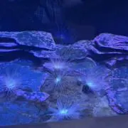 Aの画像