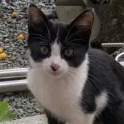 ジンビの画像