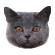 ルルベル三世の画像