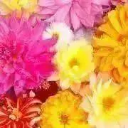 lantana020の画像
