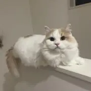 むぎちゃんの画像