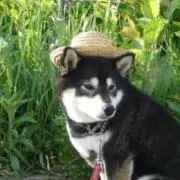 kuro
