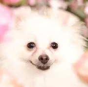 ☆Chiwax25☆の画像