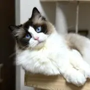 るるの画像