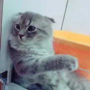 ささぱんの画像