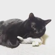 しゅふっち