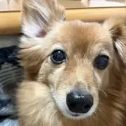 にぼしといりこの画像