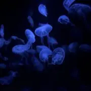 user_b5223306の画像