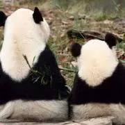 きっちゃんの画像