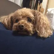 モカ