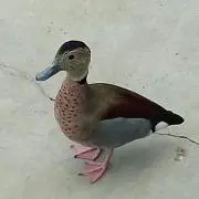 ルルの画像