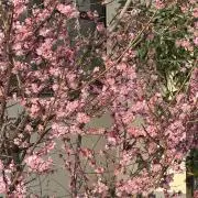 satoの画像