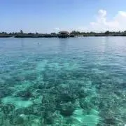 Yougoの画像