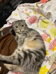 にゃん太