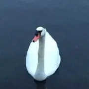 むさしの画像