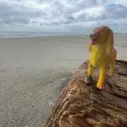 ぱぱぱーの画像