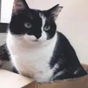 Sanasanaの画像