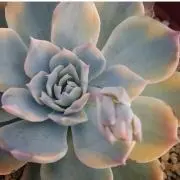 ポロン
