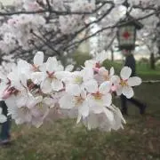 はるさめの画像