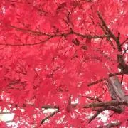 クロウサギ