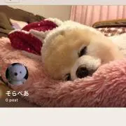 sorabearrの画像