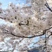 よりたま(超メル市値下げ・大物出品☆)の画像