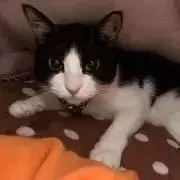 シムちーこの画像