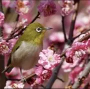 七色