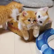 りい