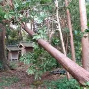 扇の画像