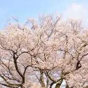 てぃらみす～無言禁止〜の画像