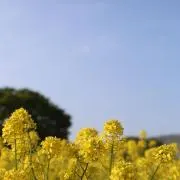 ぐっち