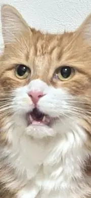 ナナの画像