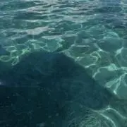 ぽるる